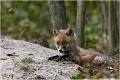 Vigilance ....vigilance ...l'éducation continue ! RENARD RENARDEAU TERRIER
Photographie nature faune sauvage

Mammifère
Que nature vive

Daniel TRINQUECOSTES 
