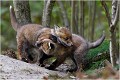 Chamaillerie, jeux ,éducation,........ c'est comme vous voulez ! RENARD RENARDEAU TERRIER
Photographie nature faune sauvage

Mammifère
Que nature vive

Daniel TRINQUECOSTES 