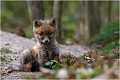 Contemplatif ???? RENARD RENARDEAU TERRIER
Photographie nature faune sauvage

Mammifère
Que nature vive

Daniel TRINQUECOSTES 