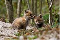 Calin ..... RENARD RENARDEAU TERRIER
Photographie nature faune sauvage

Mammifère
Que nature vive

Daniel TRINQUECOSTES 
