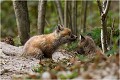 T'as pas vu .....il y a quelque chose qui vole au dessus de notre territoire .....! RENARD RENARDEAU TERRIER
Photographie nature faune sauvage

Mammifère
Que nature vive

Daniel TRINQUECOSTES 