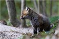  RENARD RENARDEAU TERRIER
Photographie nature faune sauvage

Mammifère
Que nature vive

Daniel TRINQUECOSTES 