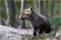  RENARD RENARDEAU TERRIER
Photographie nature faune sauvage

Mammifère
Que nature vive

Daniel TRINQUECOSTES 