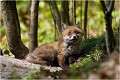  RENARD RENARDEAU TERRIER
Photographie nature faune sauvage

Mammifère
Que nature vive

Daniel TRINQUECOSTES 