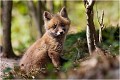  RENARD RENARDEAU TERRIER
Photographie nature faune sauvage

Mammifère
Que nature vive

Daniel TRINQUECOSTES 