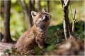  RENARD RENARDEAU TERRIER
Photographie nature faune sauvage

Mammifère
Que nature vive

Daniel TRINQUECOSTES 