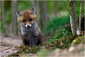  RENARD RENARDEAU TERRIER
Photographie nature faune sauvage

Mammifère
Que nature vive

Daniel TRINQUECOSTES 