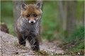  RENARD RENARDEAU TERRIER
Photographie nature faune sauvage

Mammifère
Que nature vive

Daniel TRINQUECOSTES 