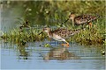 Chevaliers combattants en halte migratoire sur les plans d'eau de Mazères ( ariège ) Chevalier combattant
Oiseau
Limicole
Que-Nature-Vive
Photographie faune sauvage
Daniel Trinquecostes 