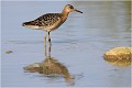  CHEVALIER COMBATTANT
Oiseau
Limicole
Que-Nature-Vive
Photographie faune sauvage
Daniel Trinquecostes 