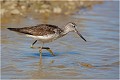  CHEVALIER ABOYEUR
Oiseau
Limicole
Que-Nature-Vive
Photographie faune sauvage
Daniel Trinquecostes 