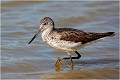  CHEVALIER ABOYEUR
Oiseau
Limicole
Que-Nature-Vive
Photographie faune sauvage
Daniel Trinquecostes 