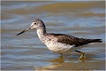  CHEVALIER ABOYEUR
Oiseau
Limicole
Que-Nature-Vive
Photographie faune sauvage
Daniel Trinquecostes 