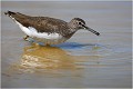  CHEVALIER CULBLANC
Oiseau
Limicole
Que-Nature-Vive
Photographie faune sauvage
Daniel Trinquecostes 