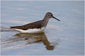  CHEVALIER CULBLANC
Oiseau
Limicole
Que-Nature-Vive
Photographie faune sauvage
Daniel Trinquecostes 