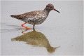  CHEVALIER gambette
Oiseau
Limicole
Que-Nature-Vive
Photographie faune sauvage
Daniel Trinquecostes 