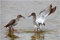 Combat de chevaliers gambette en période prénuptiale. CHEVALIER gambette
Oiseau
Limicole
Que-Nature-Vive
Photographie faune sauvage
Daniel Trinquecostes 
