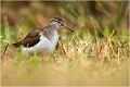  CHEVALIER guignette
Oiseau
Limicole
Que-Nature-Vive
Photographie faune sauvage
Daniel Trinquecostes 