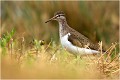  CHEVALIER guignette
Oiseau
Limicole
Que-Nature-Vive
Photographie faune sauvage
Daniel Trinquecostes 