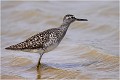  CHEVALIER SYLVAIN
Oiseau
Limicole
Que-Nature-Vive
Photographie faune sauvage
Daniel Trinquecostes 