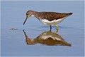  CHEVALIER culblanc
Oiseau
Limicole
Que-Nature-Vive
Photographie faune sauvage
Daniel Trinquecostes 