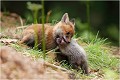 Coup de gueule ! RENARD RENARDEAU TERRIER
Photographie nature faune sauvage

Mammifère
Que nature vive

Daniel TRINQUECOSTES 