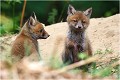 On observe ...on observe ....! RENARD RENARDEAU TERRIER
Photographie nature faune sauvage

Mammifère
Que nature vive

Daniel TRINQUECOSTES 