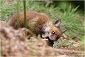 Un rien m'amuse ......et m'aide à faire les crocs ! RENARD RENARDEAU TERRIER
Photographie nature faune sauvage

Mammifère
Que nature vive

Daniel TRINQUECOSTES 