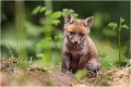 Pas vraiment farouche !
 RENARD RENARDEAU TERRIER
Photographie nature faune sauvage

Mammifère
Que nature vive

Daniel TRINQUECOSTES 