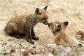  RENARD RENARDEAU TERRIER
Photographie nature faune sauvage

Mammifère
Que nature vive

Daniel TRINQUECOSTES 