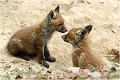  RENARD RENARDEAU TERRIER
Photographie nature faune sauvage

Mammifère
Que nature vive

Daniel TRINQUECOSTES 