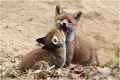  RENARD RENARDEAU TERRIER
Photographie nature faune sauvage

Mammifère
Que nature vive

Daniel TRINQUECOSTES 