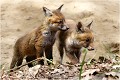  RENARD RENARDEAU TERRIER
Photographie nature faune sauvage

Mammifère
Que nature vive

Daniel TRINQUECOSTES 