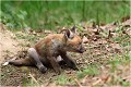  RENARD RENARDEAU TERRIER
Photographie nature faune sauvage

Mammifère
Que nature vive

Daniel TRINQUECOSTES 