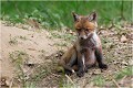  RENARD RENARDEAU TERRIER
Photographie nature faune sauvage

Mammifère
Que nature vive

Daniel TRINQUECOSTES 