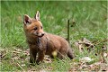 Intrigué par une mouche que j'aimerai bien attraper ! RENARD RENARDEAU TERRIER
Photographie nature faune sauvage

Mammifère
Que nature vive

Daniel TRINQUECOSTES 