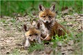 Pour le moins intrigués ! RENARD RENARDEAU TERRIER
Photographie nature faune sauvage

Mammifère
Que nature vive

Daniel TRINQUECOSTES 