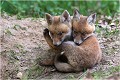 Meli melo !!! RENARD RENARDEAU TERRIER
Photographie nature faune sauvage

Mammifère
Que nature vive

Daniel TRINQUECOSTES 