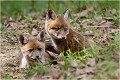  RENARD RENARDEAU TERRIER
Photographie nature faune sauvage

Mammifère
Que nature vive

Daniel TRINQUECOSTES 