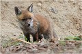 On vieillit et on s'enhardit ! RENARD RENARDEAU TERRIER
Photographie nature faune sauvage

Mammifère
Que nature vive

Daniel TRINQUECOSTES 