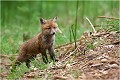 Visite des alentours RENARD RENARDEAU TERRIER
Photographie nature faune sauvage

Mammifère
Que nature vive

Daniel TRINQUECOSTES 