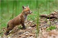 On visite et on découvre.L'âge est bientôt arrivé où ils vont s'éloigner de plus en plus du terrier d'origine pour occuper d'autres trous situés à proximité plus ou moins proche. RENARD RENARDEAU TERRIER
Photographie nature faune sauvage

Mammifère
Que nature vive

Daniel TRINQUECOSTES 