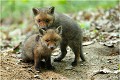 Jeux sur la gueule du terrier . RENARD RENARDEAU TERRIER
Photographie nature faune sauvage

Mammifère
Que nature vive

Daniel TRINQUECOSTES 