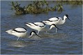 On prospecte en rang serré ...... AVOCETTE ELEGANTE
OISEAUX limicoles 
OISEAUX des MARAIS
PHOTOGRAPHIE FAUNE SAUVAGE 
Que-nature-vive
Daniel TRINQUECOSTES 