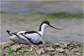 Sur son nid en train de couver . AVOCETTE ELEGANTE
OISEAUX limicoles 
OISEAUX des MARAIS
PHOTOGRAPHIE FAUNE SAUVAGE 
Que-nature-vive
Daniel TRINQUECOSTES 