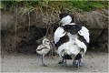 Les poussins étant nidifuges, ils trottinent sans cesse auprès de leus parents.Parfois, comme sur cette image deux d'entre eux se réfugient bien au chaud dans le plumage, alors que le troisième voudrait bien qu'on lui laisse un peu de place ! AVOCETTE ELEGANTE
OISEAUX limicoles 
OISEAUX des MARAIS
PHOTOGRAPHIE FAUNE SAUVAGE 
Que-nature-vive
Daniel TRINQUECOSTES 