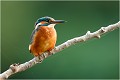 Le voila cet oiseau qui nous émerveille toujours autant !  Flèche bleue volant à toute vitesse au ras de l'eau, qui nous prévient de son arrivée par son cri très strident et qui sait si bien s'arrêter brusquement sur quelque perchoir afin de repérer les alevins sous le miroir de l' onde.
Regardez bien les fils de toile d'araignée que par gentillesse pour le photographe, il n'a pas abimé ! MARTIN PECHEUR
OISEAUX
ALCEDINIDAE

Photographie de faune sauvage
Que-nature-vive

Daniel Trinquecostes 