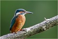 Le même que précédement,photographié sur un autre perchoir , au bord du Salat , rivière de l' Ariège. MARTIN PECHEUR
OISEAUX
ALCEDINIDAE

Photographie de faune sauvage
Que-nature-vive

Daniel Trinquecostes 