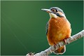 Le martin au cours de ses recherches de postes de pêche peut venir se percher très prés du photographe à la condition, bien sur, que celui ci soit parfaitement dissimulé. MARTIN PECHEUR
OISEAUX
ALCEDINIDAE

Photographie de faune sauvage
Que-nature-vive

Daniel Trinquecostes 