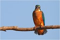 Celui ci me gratifie d' un regard pour le moins .....interrogateur ! MARTIN PECHEUR
OISEAUX
ALCEDINIDAE

Photographie de faune sauvage
Que-nature-vive

Daniel Trinquecostes 